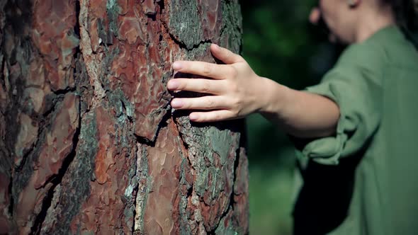 Woman Hand On Tree Bark. Autumn Fall Nature Pine Forest. Girl Gently Touch Tree Bark. alt