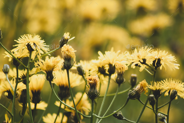 Blossomed yellow Crepis biennis flowers in the field - Stock Photo - Images