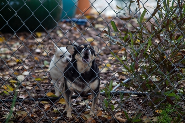 Black dog outlet fencing