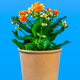 Potted Kalanchoe flower - PhotoDune Item for Sale