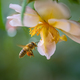 Bee flying to a white rose blossom - PhotoDune Item for Sale