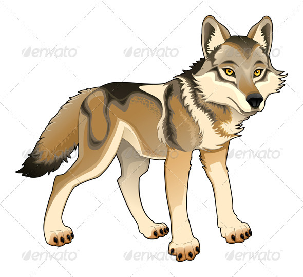 Wolf - Vector Isolated Character - Animals Characters
