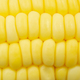 Close up Raw corn kernels in rows. - PhotoDune Item for Sale