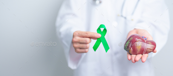 Doctor with green ribbon and human Liver anatomy model.
