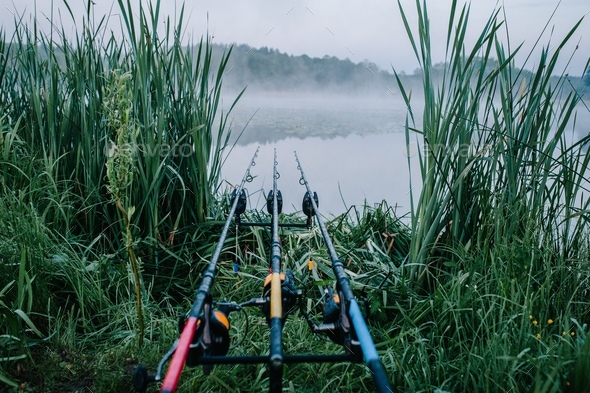 Three carp fishing rods in rod pod on a background of lake and nature.  Fishing background. Carp fish Stock Photo by kurinchukolha