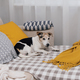 Jack Russell, senior dog, is napping on sofa with yellow pillows and plaid - PhotoDune Item for Sale