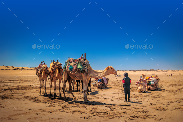 Dromedaries at rest in the desert. - Stock Photo - Images