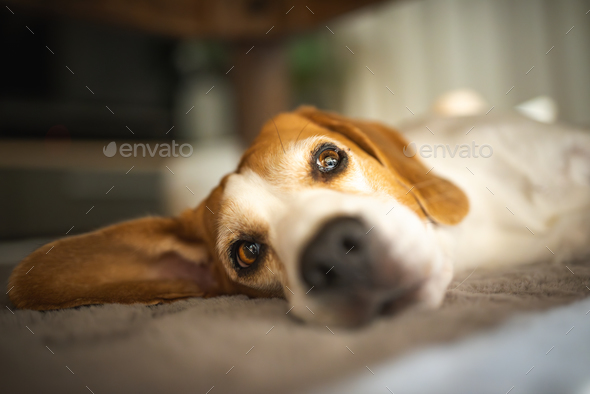 Cute Beagle sleeping on floor under coffee table at home. Adorable pet