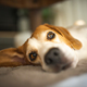 Cute Beagle sleeping on floor under coffee table at home. Adorable pet - PhotoDune Item for Sale