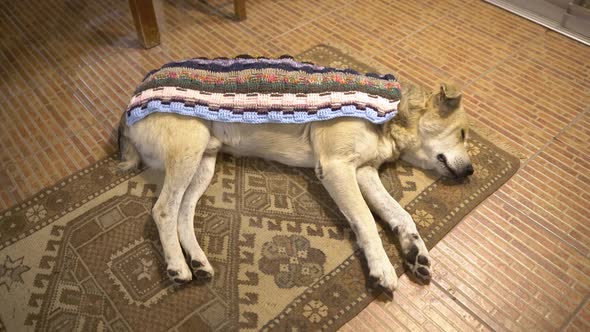 Footage of Sleeping Beagle on Mat of Sheep's Skin on Background of Flickering Lights alt