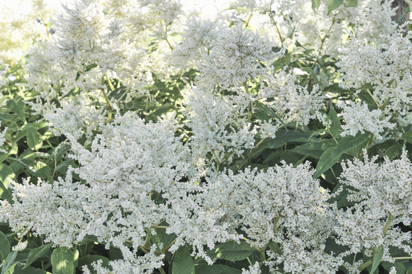 Many small white flowers on fluffy panicles. Persicaria polymorpha - Stock Photo - Images