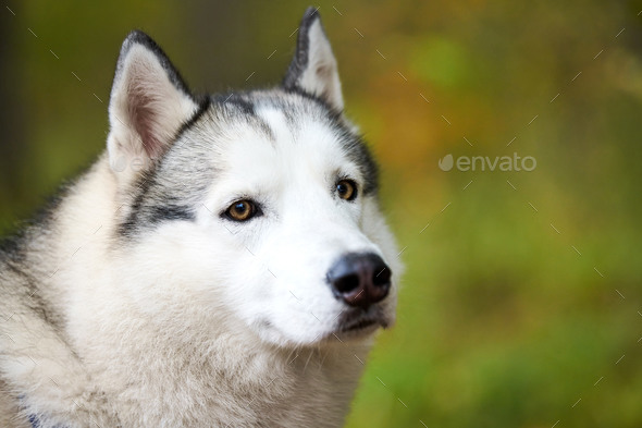 Husky muzzle clearance