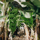 Banana Farm in Tenerife offering guided tours - PhotoDune Item for Sale