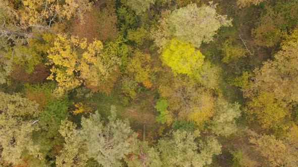 Autumn Forest with Trees By Day alt