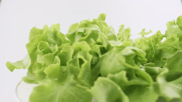 Green oak fresh lettuce planted in the Hydroponics style is beautifully placed and slowly rotating. alt