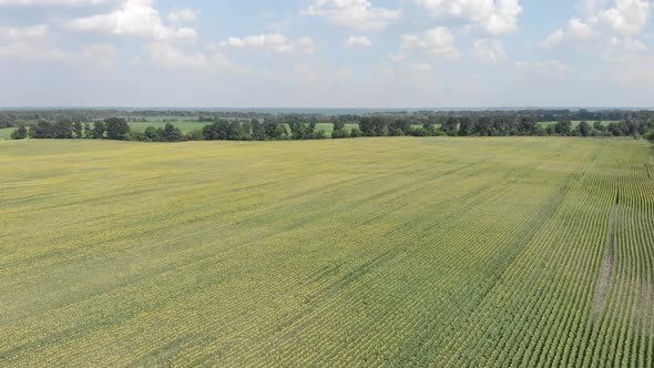 Flight over the sunflower field. Beautiful countryside landscape. alt
