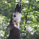 Okapi eats leaves from a tree - PhotoDune Item for Sale