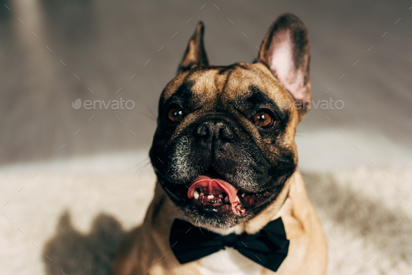 French sales bulldog tie