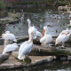 Pelicans At Berlin Zoo - VideoHive Item for Sale