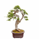 elm bonsai tree isolated - PhotoDune Item for Sale