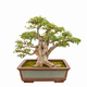 triangle maple tree bonsai - PhotoDune Item for Sale