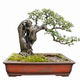 bonsai tree of elm on limestone - PhotoDune Item for Sale