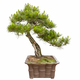 pine bonsai isolated - PhotoDune Item for Sale