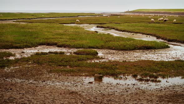 migratory waterbirds intertidal Wadden Sea Strieper Kwelder sheep alt