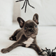 Funny adorable cute blue french bulldog puppy with toy pumpkin Jack and spiders at halloween - PhotoDune Item for Sale