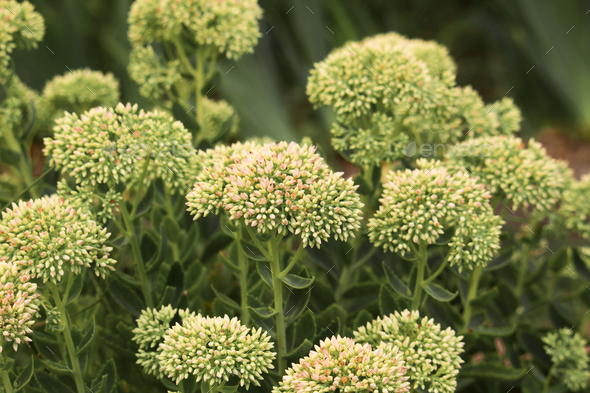 Autumn White Flower Heads of a Sedum or Hylotelephium spectabile - Stock Photo - Images