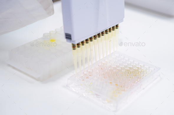 scientists utilize a multichannel pipette dispenser to load microplates.