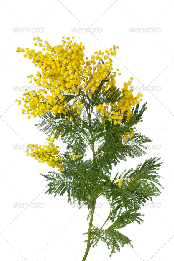 Twig of mimosa - Stock Photo - Images