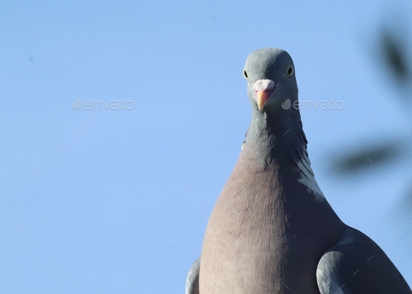 bird, pigeon, animal, dove, beak, nature, wildlife, wing, feather, feathers, eye, fly, grey, look, p