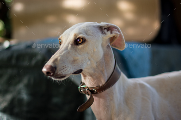 Female fashion greyhound