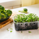Broccoli sprouts and cabbage on kitchen table - PhotoDune Item for Sale