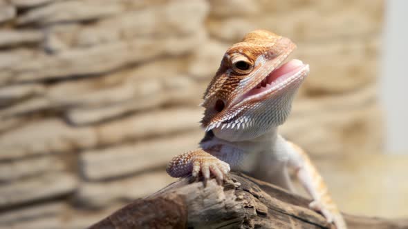 Baby of Bearded Agama Dragon is Sitting on Log in His Terrarium with Open Mouth