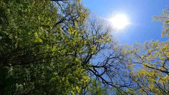 Vertical Video of the Forest in the Spring on a Sunny Day alt