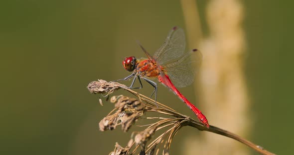 Scarlet Dragonfly Crocothemis Erythraea is a Species of Dragonfly in the Family Libellulidae alt