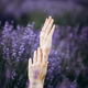 Lavender flower field, Blooming Violet fragrant lavender flowers. harvest, perfume ingredient, aroma - PhotoDune Item for Sale
