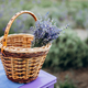 Wicker basket of freshly cut lavender flowers a field of lavender bushes. Soft selective focus. - PhotoDune Item for Sale