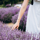 Lavender flower field, Blooming Violet fragrant lavender flowers. harvest, perfume ingredient, aroma - PhotoDune Item for Sale