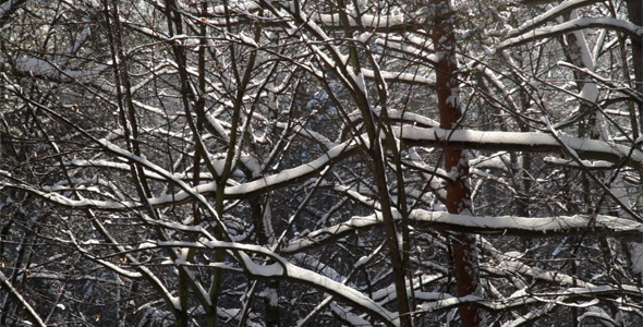 Snow Covered Forest