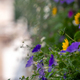 Colorful petunia flowers closeup.  Selective focus, Defocused space for text. - PhotoDune Item for Sale