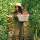 Collecting tomatoes into the basket. Little girl is in the garden with tomatoes - PhotoDune Item for Sale