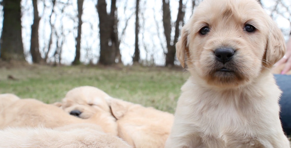 Golden Retriever Puppy