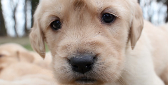 Golden Retriever Puppies