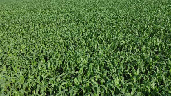 Corn field. Young corn plants are swaying in the wind in the field on a sunny summer day alt