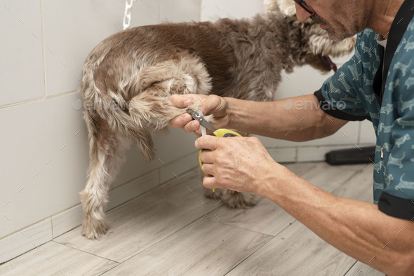 animal groomer Cuts Dog Nail With a Nail Clipper