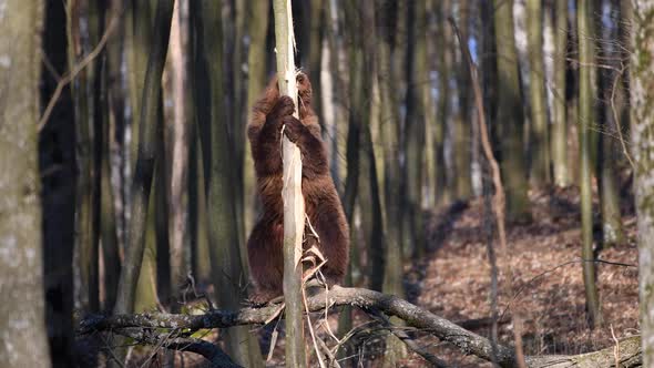 Adult brown bear in the spring forest peels the bark from a tree