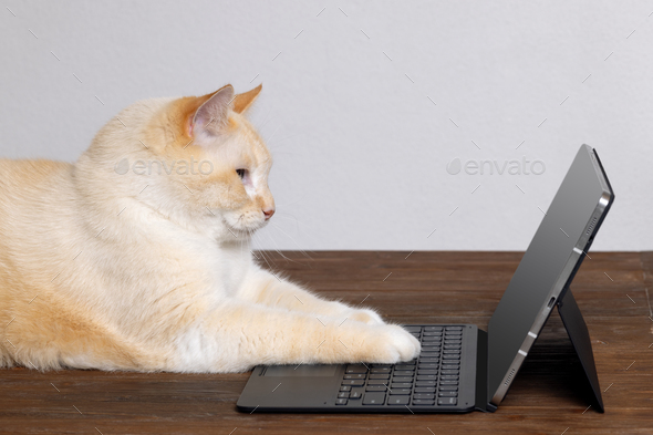 The concept of online learning, a cat typing on a keyboard and looking at a laptop